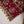 Load image into Gallery viewer, Husan e Jahan - Luxury Festive Collection With Shararah - Ready to Wear - HEJ-V6-D2