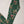 Rozi - Exclusive Khaddar  Shirt And Trouser- Ready to Wear - MC197