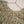Husan e Jahan - Luxury Festive Collection with  Shararah  - Ready to Wear-MC201