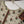 Rozi - Luxury Cotton Lawn Outfit With Voile Dupatta - Ready to Wear PD024
