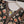 Bin Saeed by SajhDajh - Exclusive Khaddar Outfit with  Shawl - Ready to Wear - PD166