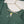 Rozi - Exclusive Embroidered Dhanak Outfit with Shawl - Ready to Wear - SB217