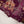Rozi - Luxury Palachi  Outfit with Palachi Shawl SB229