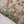 Tawakkal - Exclusive Lawn Outfit with Dupatta - Ready to Wear - SD329