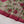 Tawakkal - Exclusive Lawn Outfit with Dupatta - Ready to Wear - SD326