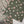 Rozi  - Exclusive Lawn  Outfit with Dupatta - Ready to Wear - SD362