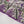 Rozi  - Exclusive Lawn  Outfit with Dupatta - Ready to Wear - SD367 purple