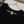 Khaas - Luxury Sheesha Silk Outfit - Hand Work - Ready to Wear - SD431
