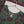 Rozi  - Exclusive Lawn  Outfit with Dupatta - Ready to Wear SD514