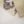 Sada Bahar Originals - Exclusive Lawn  Outfit with Dupatta - Ready to Wear SD472